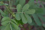 Sicklepod <BR>Coffeeweed